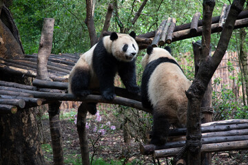 Giants panda playing together after the raining