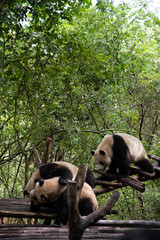 Giants panda playing together after the raining