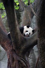 Giants panda playing together after the raining