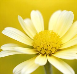 Naklejka premium close up of daisy, white, yellow, plant, macro, spring, summer, camomile, isolated, flora, chamomile, blossom