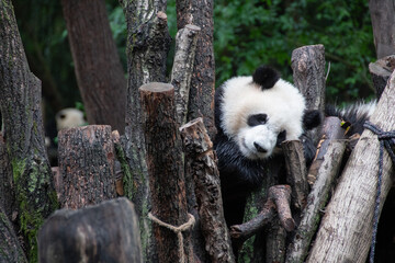 Giants panda playing together after the raining