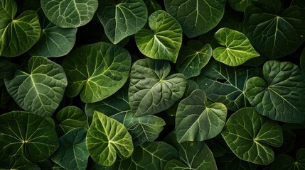 Texture background of green leaves