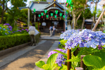 白山神社の紫陽花