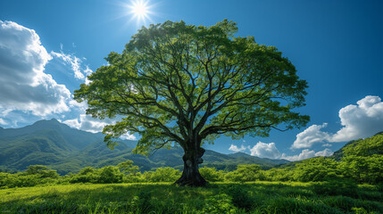 Obraz premium 青空と大木