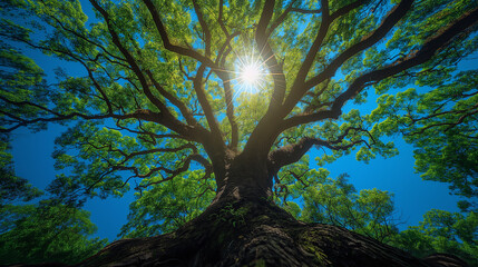 Obraz premium 青空と大木