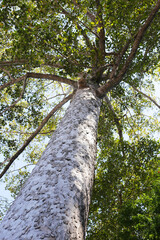 Fototapeta premium Big and tall tree with branches