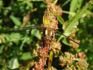 The broad-bodied chaser (Libellula depressa), immature male resting on a dock inflorescence