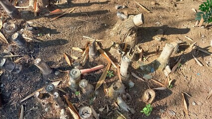 Photo of fallen bamboo tree roots in the background