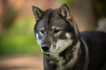 Portret psa japońskiej rasy pierwotnej Shikoku