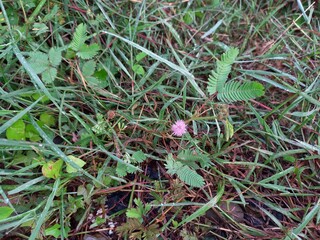 photo of shy princess grass in the bushes