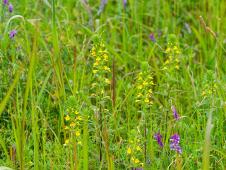 花が咲く土手の風景
