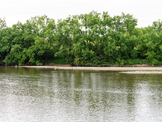 新緑の木々が生える大和川沿いの風景