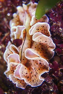 Pytthosoceros inca, conocida como bailarina de flamenco, es una planaria marina de la costa Chilena, las fotos corresponden a un esp&eacute;cimen ubicado en la la Playa el Clar&oacute;n de Horc&oacute;n