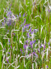 大和川河川敷のチガヤとナヨクサフジ