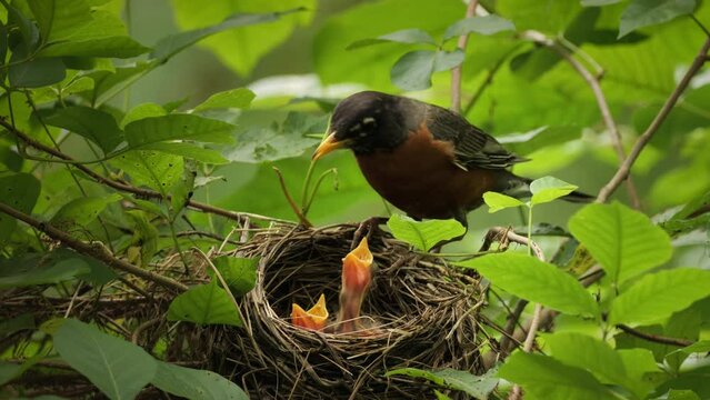 American Robin (Turdus migratorius) on a nest with chiks in the summer forest near Wilmington (Delaware).