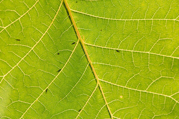 The leaves of the sumac tree are particularly beautiful under sunlight, with leaf textures