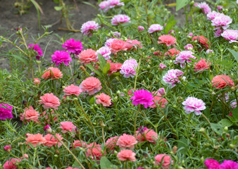 pink Purslane flowers in nature