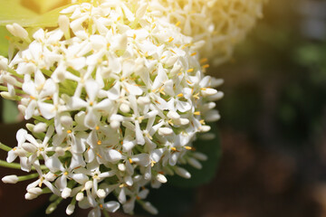 white ixora flowers in the garden. macro
