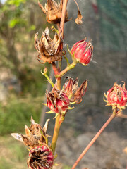 a closeup shot of a beautiful Hibiscus sabdariffa flower in the garden