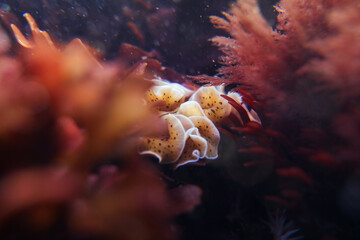 Pytthosoceros inca, conocida como bailarina de flamenco, es una planaria marina de la costa Chilena, las fotos corresponden a un espécimen ubicado en la la Playa el Clarón de Horcón