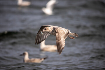 seagull in flight with a fish in mouth