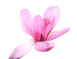 Obraz premium Beautiful pink magnolia flower isolated on white