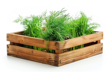 Dill and herbs in a wooden box on a white background. Farm bioproducts.