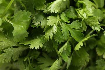 Fresh green coriander leaves as background, closeup