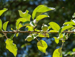 Young Gravenstein apples developing on the tree in springtime.