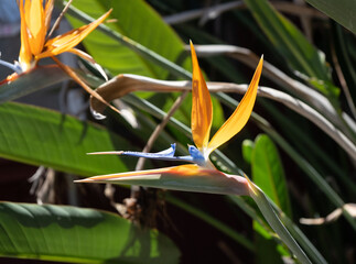 Bird of Paradise, or Crane Lily blossom