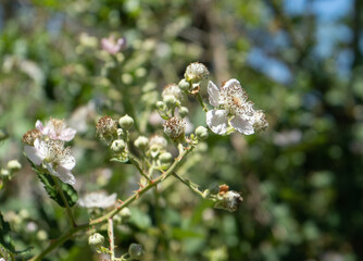 Closeup of wild blackberry blossoms