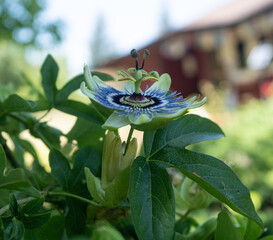 Closeup side view of passion flower blossom