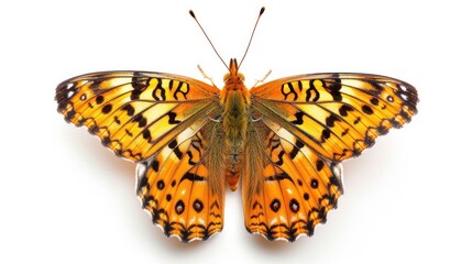Fritillary Butterfly full body clearly photo on white background ,
