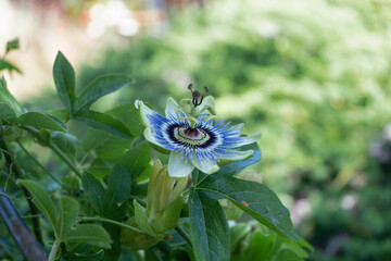 Closeup side view of passion flower blossom