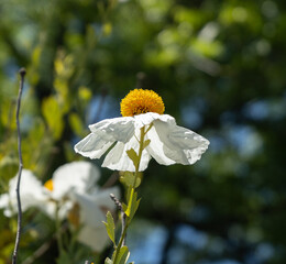 Coulter's Matilija Poppy (Romneya coulteri)