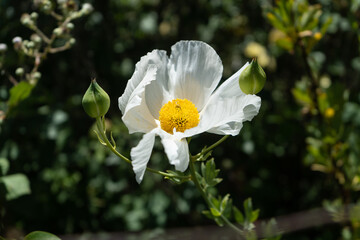 Coulter's Matilija Poppy (Romneya coulteri)