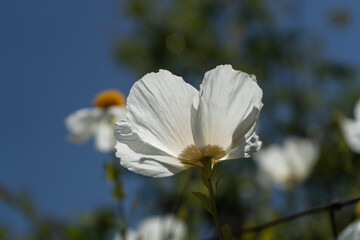 Coulter's Matilija Poppy (Romneya coulteri)