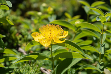 Closeup of flower of St. John's Wort, Hypericum perforatum