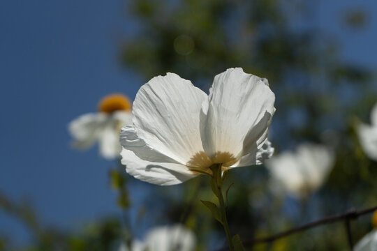 Coulter's Matilija Poppy (Romneya coulteri)