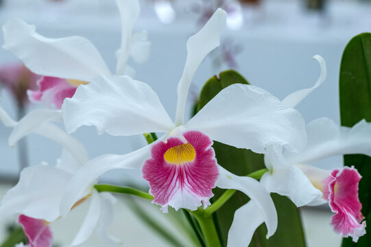 Cattleya (Laelia) purpurata fma. carnea 'Yamato', a Japanese cultivar of a Brazilian orchid
