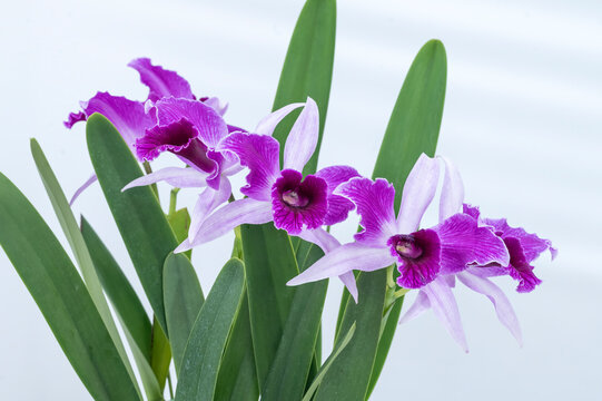 Cattleya (Laelia) purpurata striata strain, where the color of the lip extends to the petals