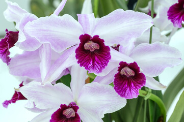 Cattleya (Laelia) purpurata 'Kano', orchids on display at a show in Tokyo, Japan