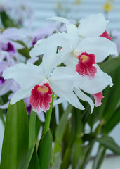 Cattleya purpurata carnea 'Cherry' x sib, an orchid from Brazil with an unusually colored lip in salmon red