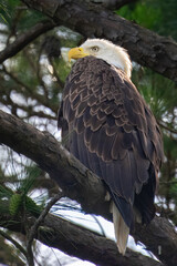 American Bald Eagle