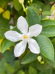 beautiful white wrightia antidysenterica flower in the garden