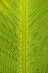 close up fresh green leaf texture