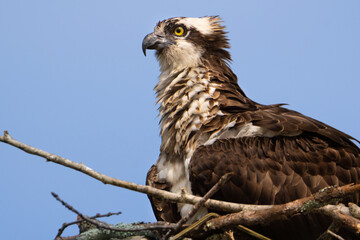 Female Osprey on a Nest