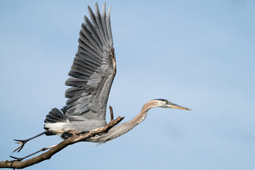 Great Blue Heron Takes Flight