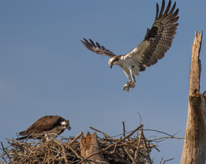 Male Oprey Bringing Fish