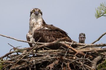 Mother Osprey and Check